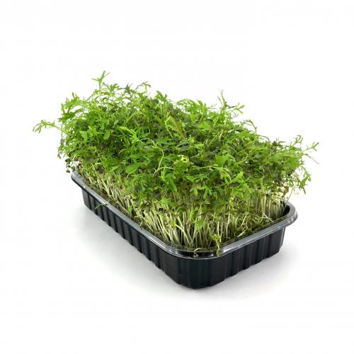 Мизуна красная 