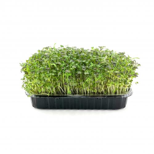 Мизуна красная 