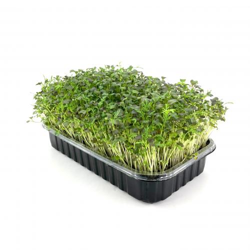 Мизуна красная 