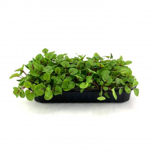 Щавель Красная Лава