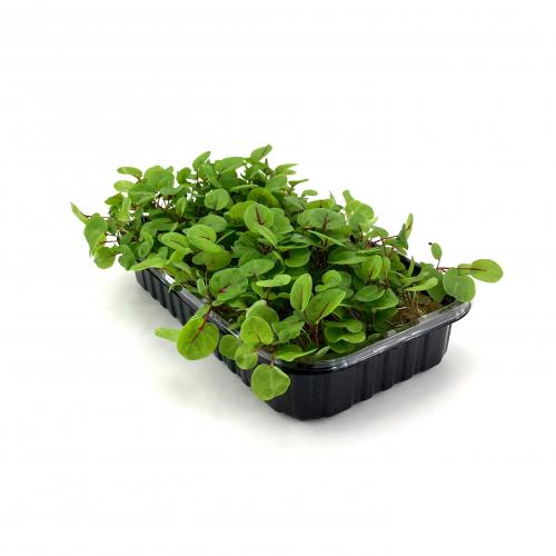 Щавель Красная Лава