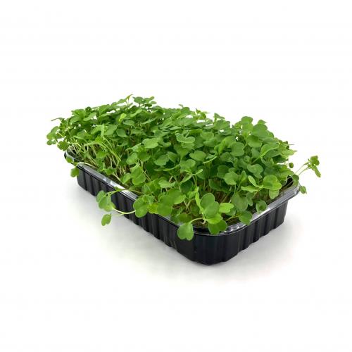 Руккола Пряная 