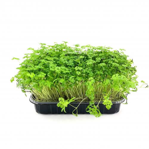 Кервель Ажурный 