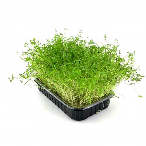 Морковь сладкая 