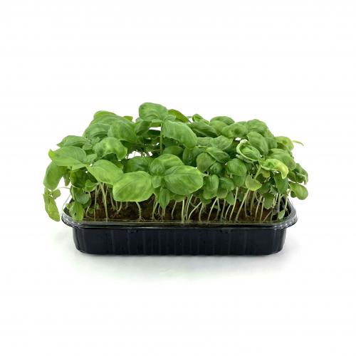 Базилик зеленый Итальянский 