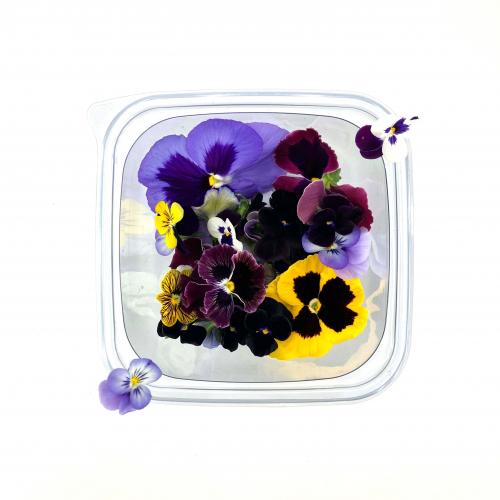 Виола, Фиалка 