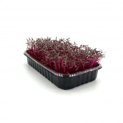 Амарант Красный Дракон