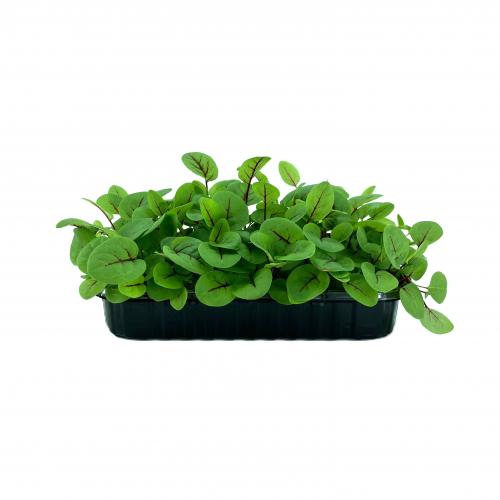 Щавель Красная Лава