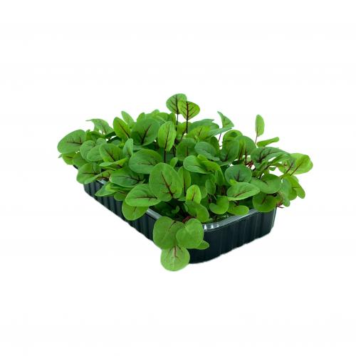 Щавель Красная Лава