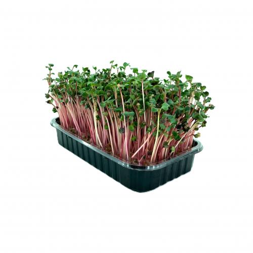 Редис красный 