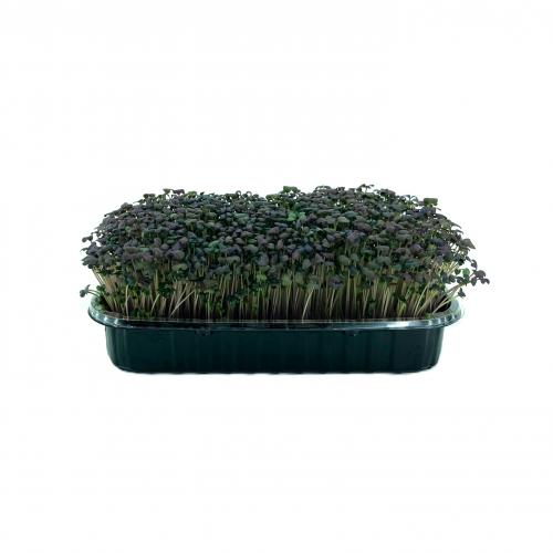 Горчица красная 