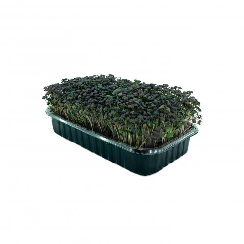 Горчица красная 