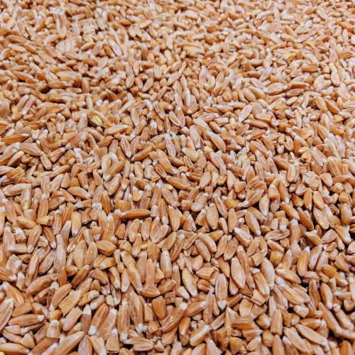 Крупа полба цельная от производителя Рондапродукт