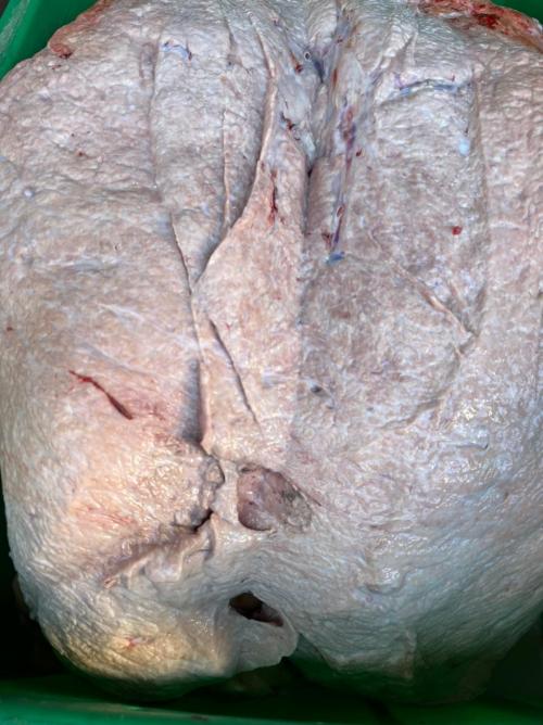 Вымя Говяжье