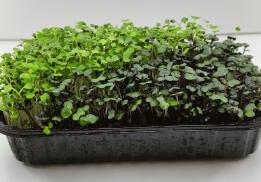 Микрозелень LeafyGreens
