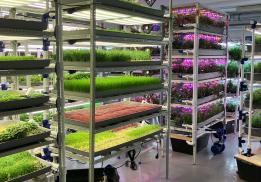 Ситиферма Урал Зелень