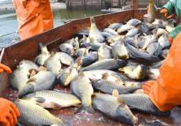 ГК Улов Викинга